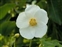 White flowers, Abutilon vitifolium