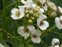 White flowers, Crambe maritima