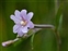 Purple flowers, Epilobium palustre