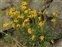 Yellow flowers, Erysimum cheiri