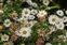 White flowers, Erigeron karvinskianus