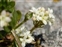 White flowers, Galium saxatile