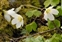White flowers, Oxalis acetosella