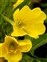 Yellow flowers, Oenothera biennis
