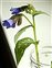 Pale blue flowers, Pulmonaria officinalis