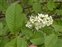 White flowers, Prunus padus