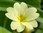 Yellow flowers, Primula vulgaris