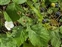 White flowers, Rubus caesius