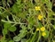 Yellow flowers, Rorippa sylvestris
