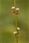 Brown flowers, Triglochin palustris