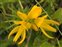 Yellow flowers, Ulex gallii