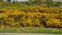 Yellow flowers, Ulex europaeus
