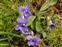 Purple flowers, Viola riviniana